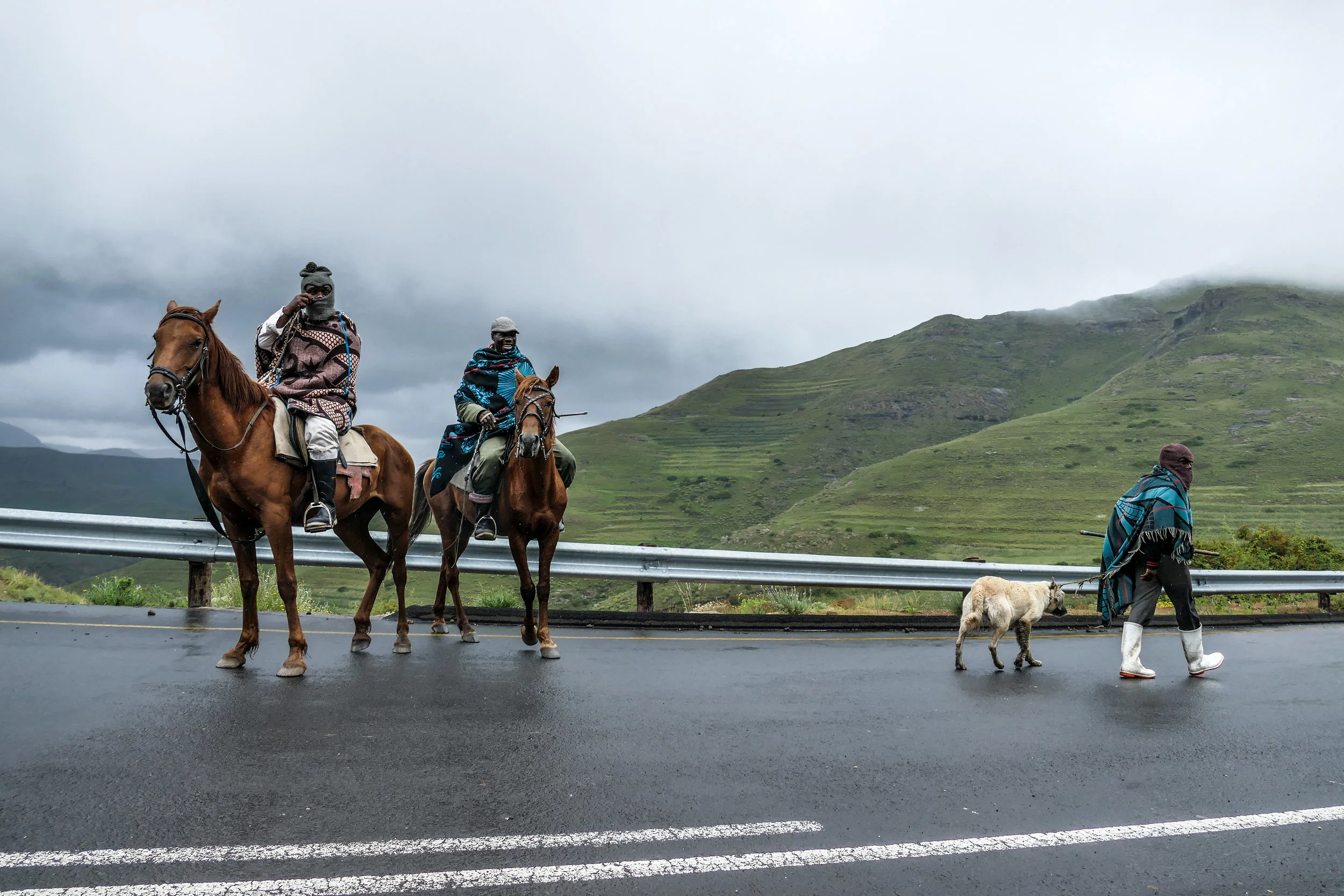 Basotho men wearing traditional Basotho blankets herding their sheep on the main road between villages