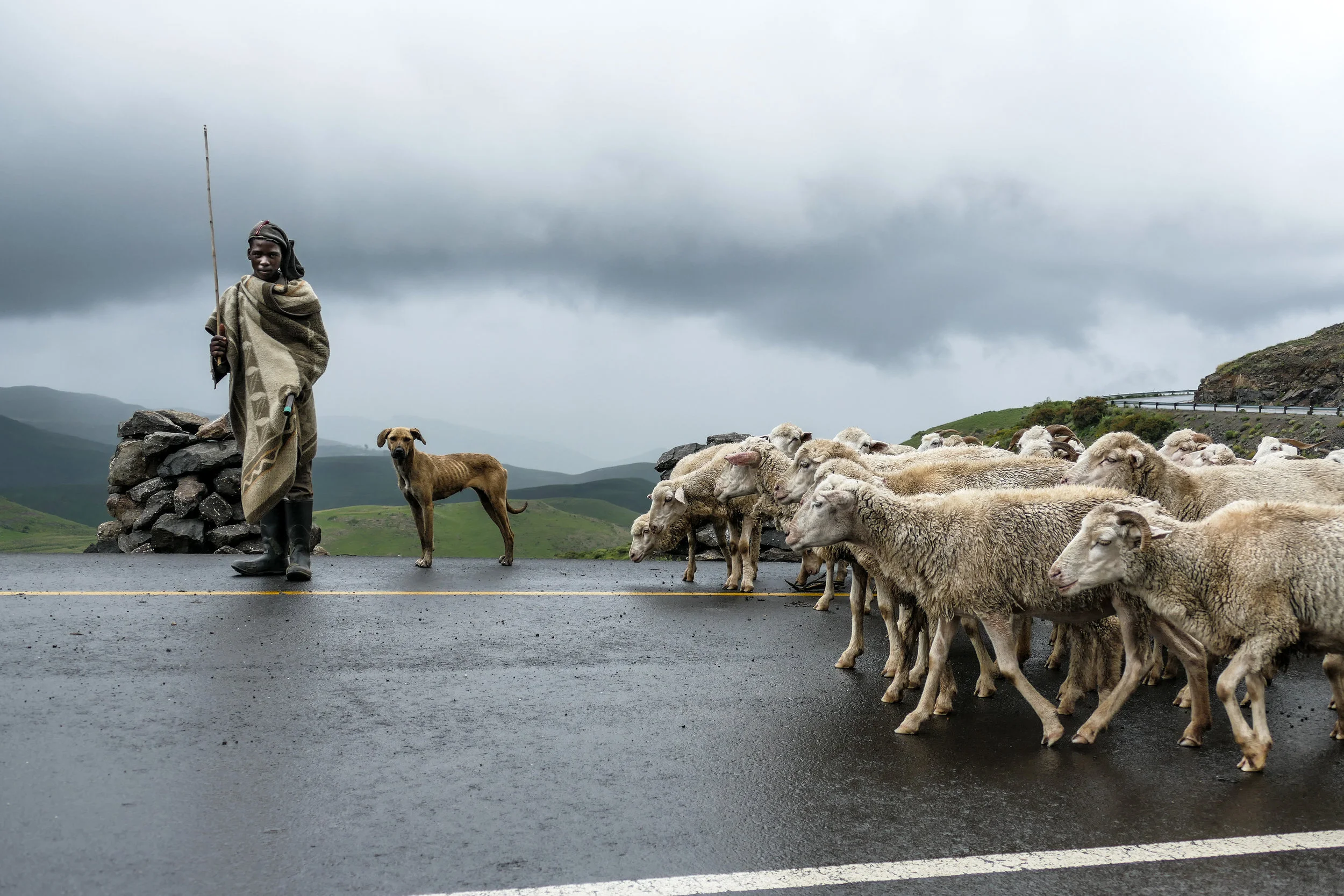 A Basotho shepherd boy in Lesotho travels with his father and flock of sheep.