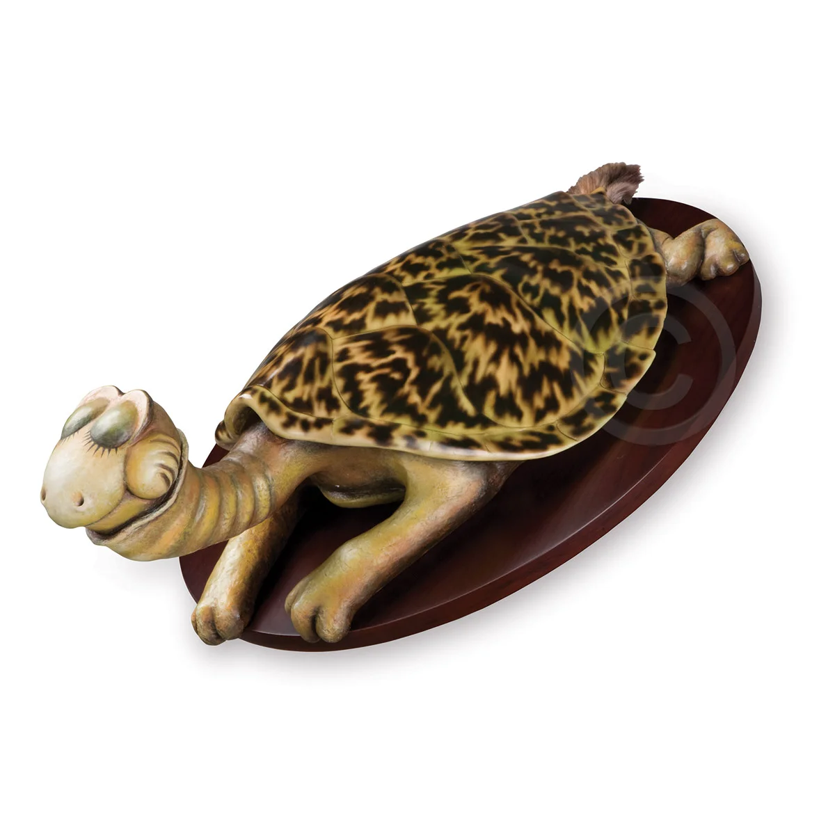 seaturtle1.jpg