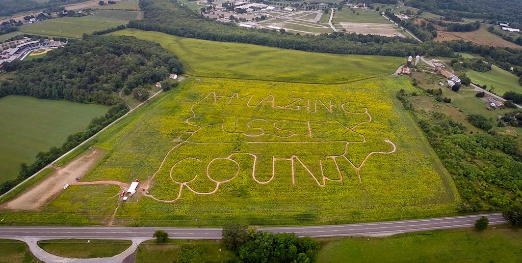Sussex County Sunflower Maze