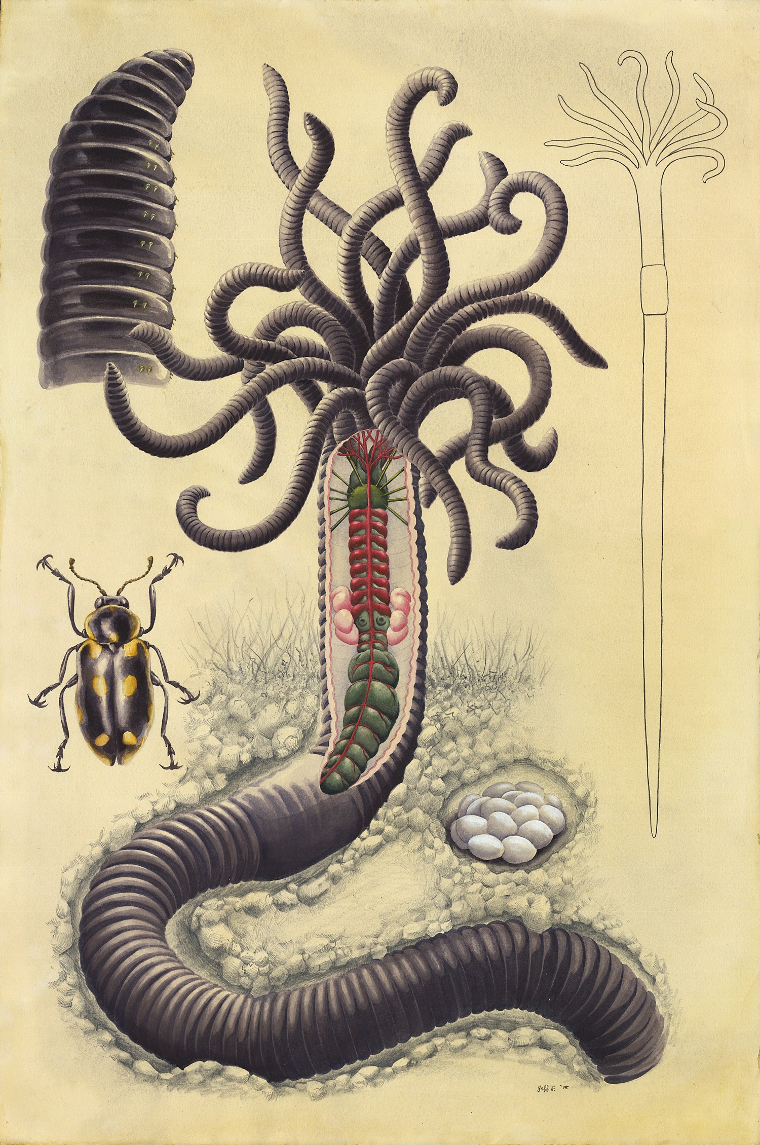 Hydra Worm (Lumbricus Hydridae)