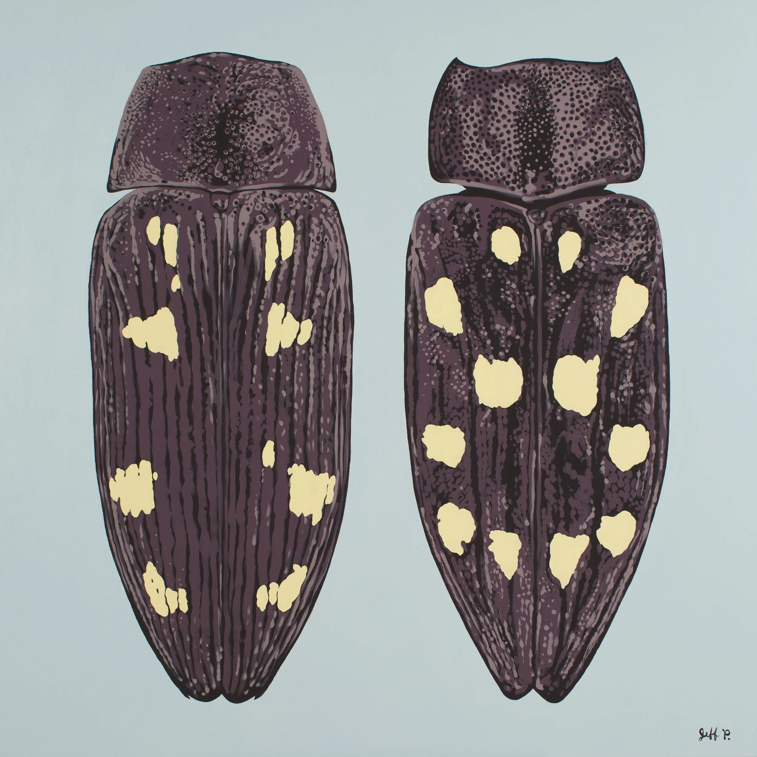 Carapace VII