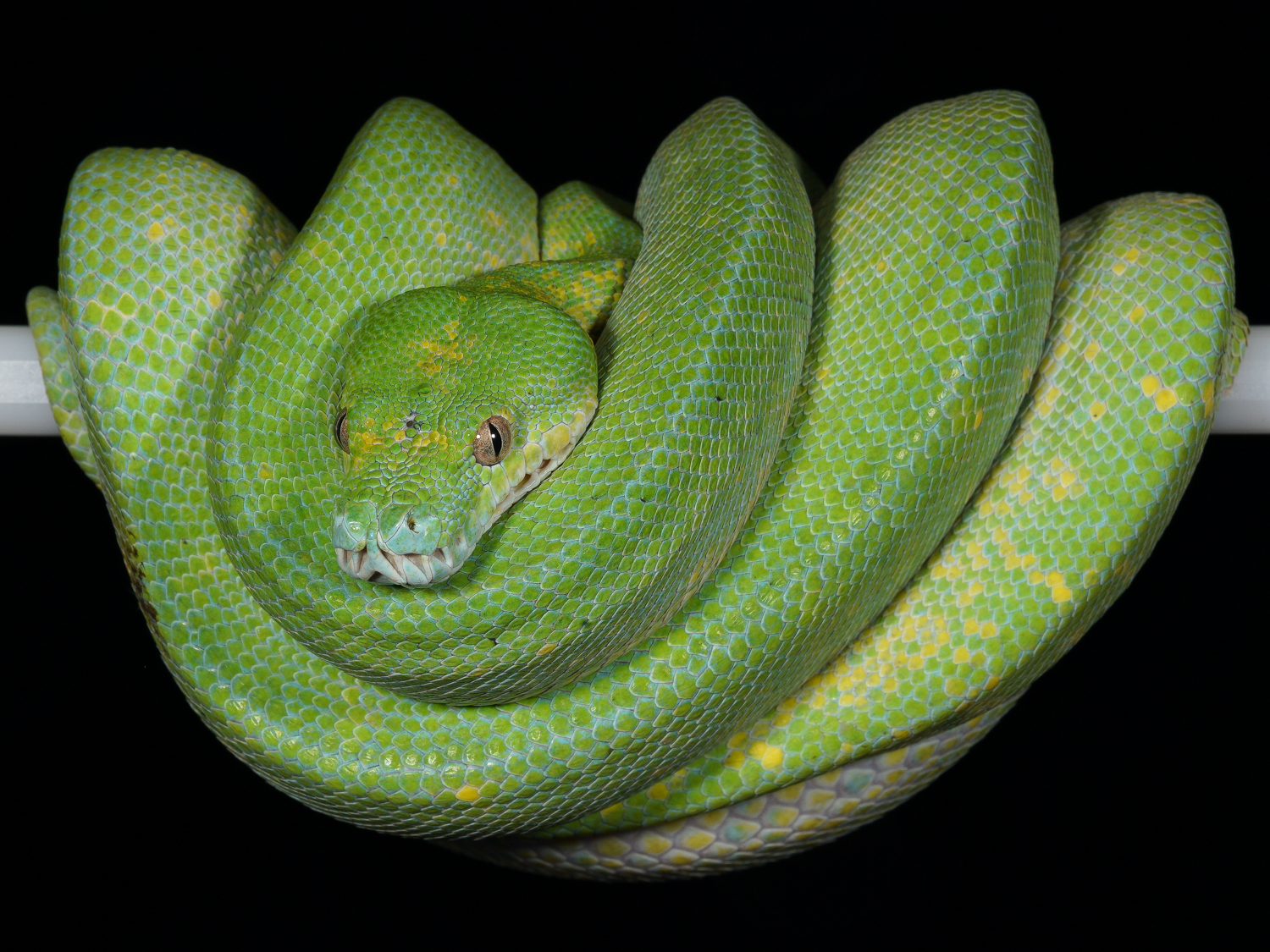 Green Tree Python — Green Tree Python Serpentovirus (NidoVirus)