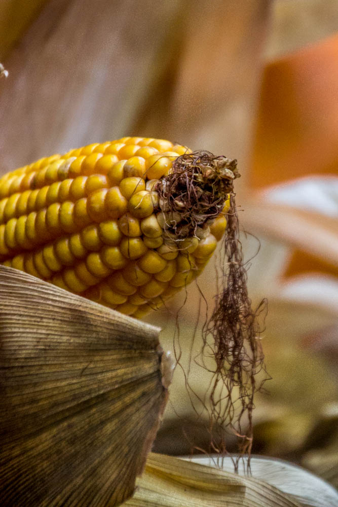 coshocton 10 19 13_ (219 of 311).jpg