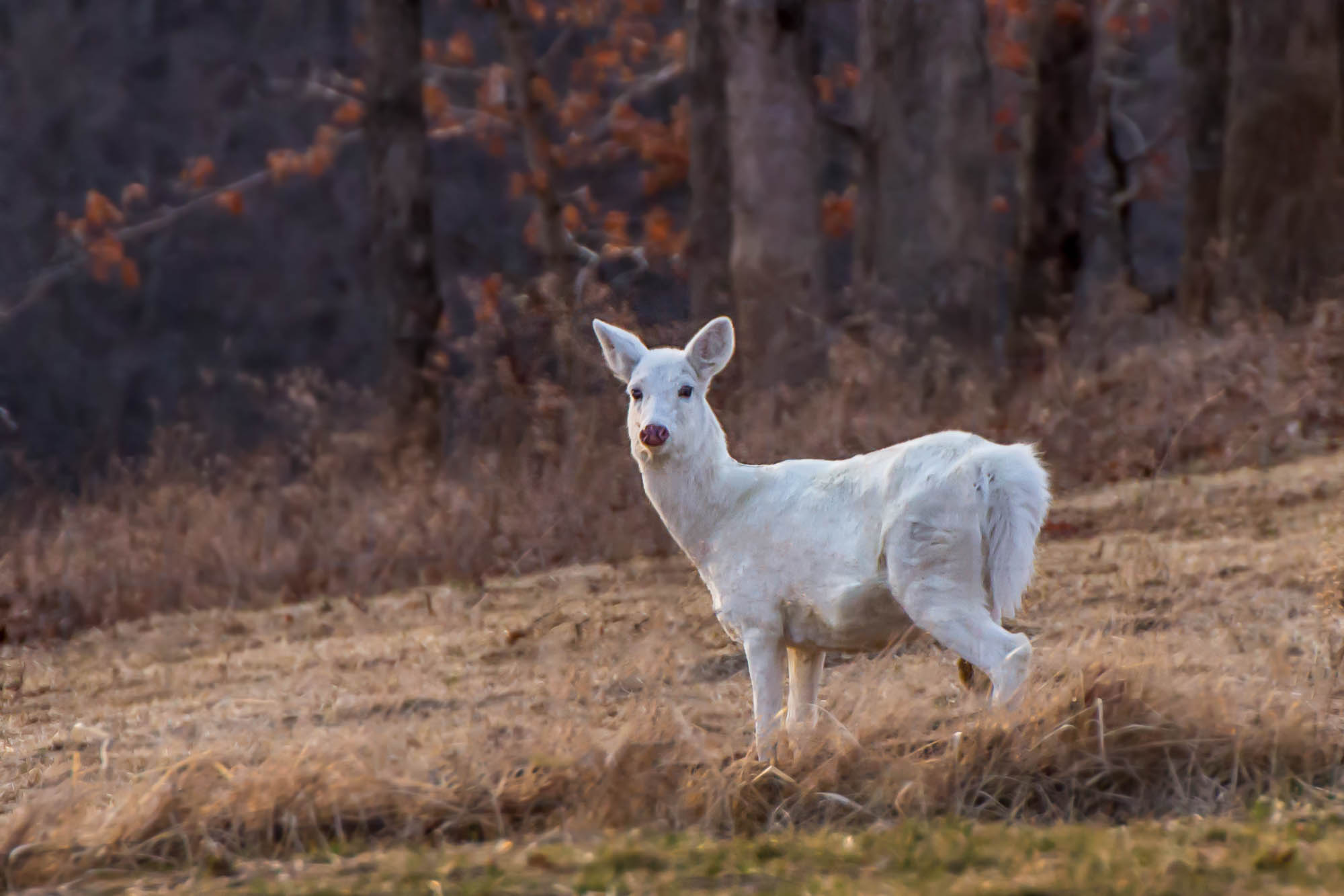 Yes, that is a white tail deer.