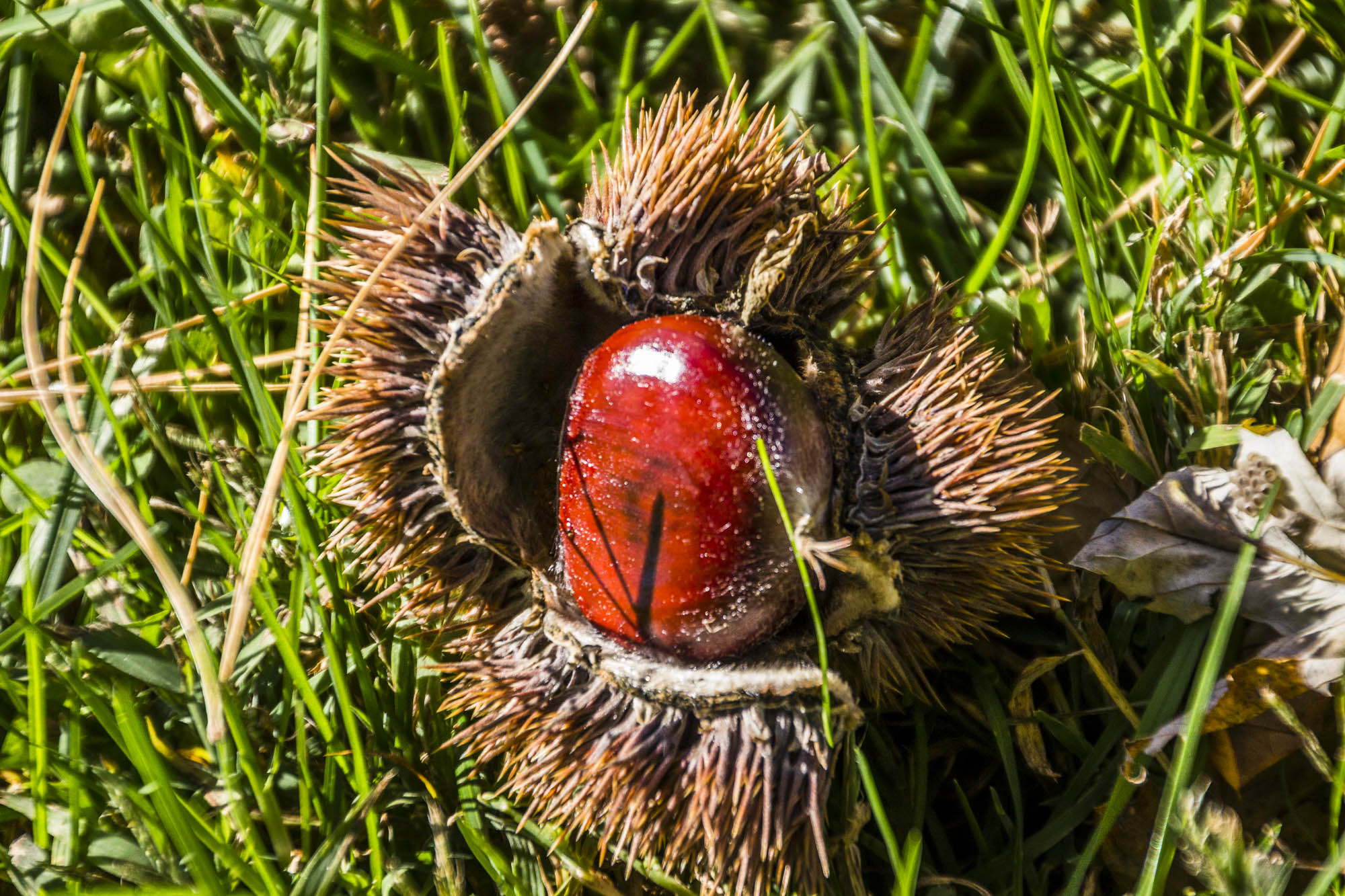 A chestnut in it's protective covering.
