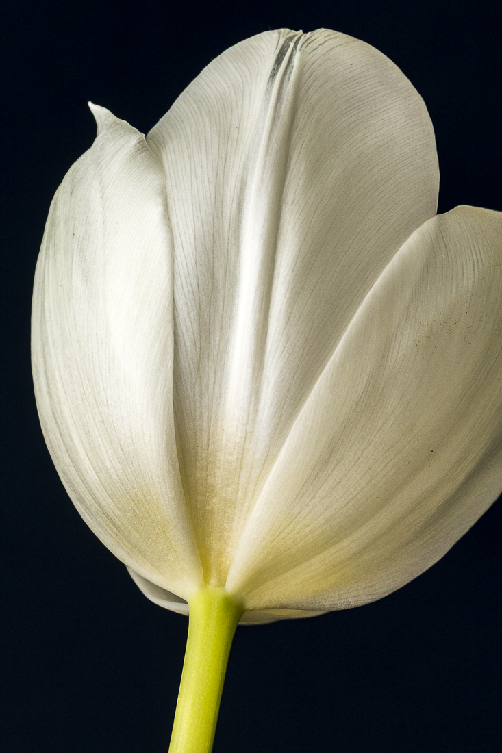 Tulip White