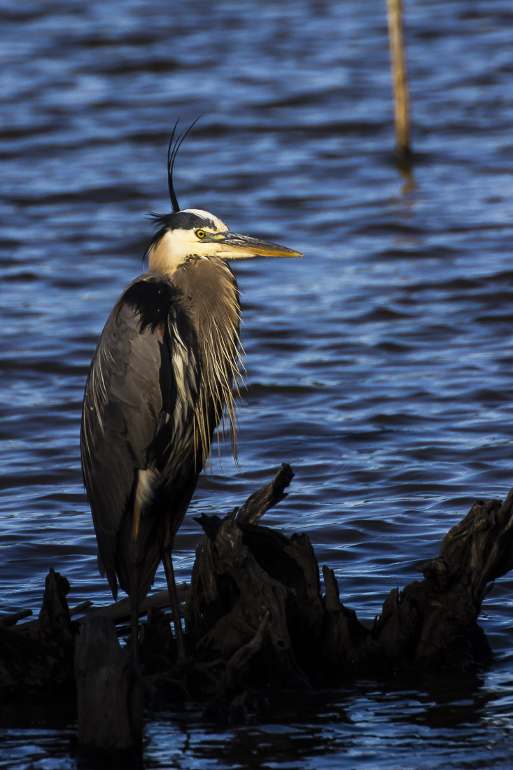 Great Blue Heron Sandy Ridge