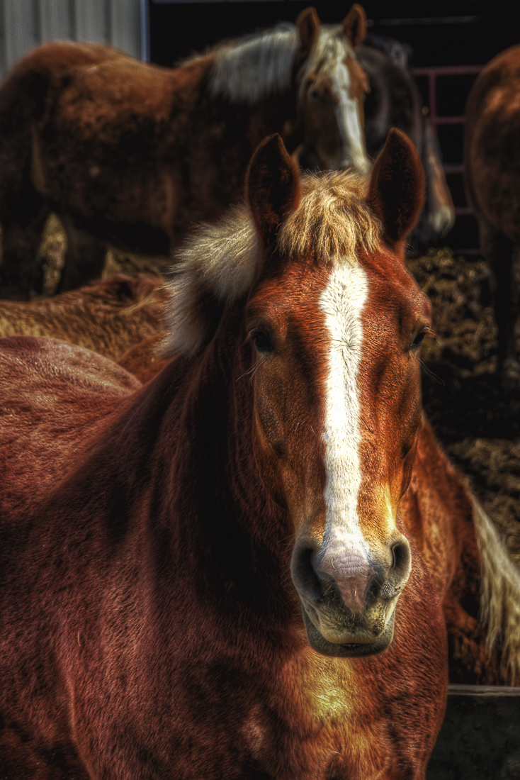 Horse on Amish Backroads