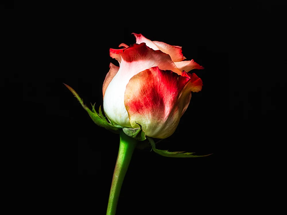 Flowers 9 29 18-003-Edit.jpg