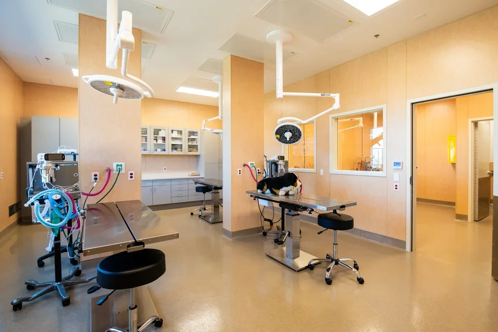 Animal Friends 3.webp