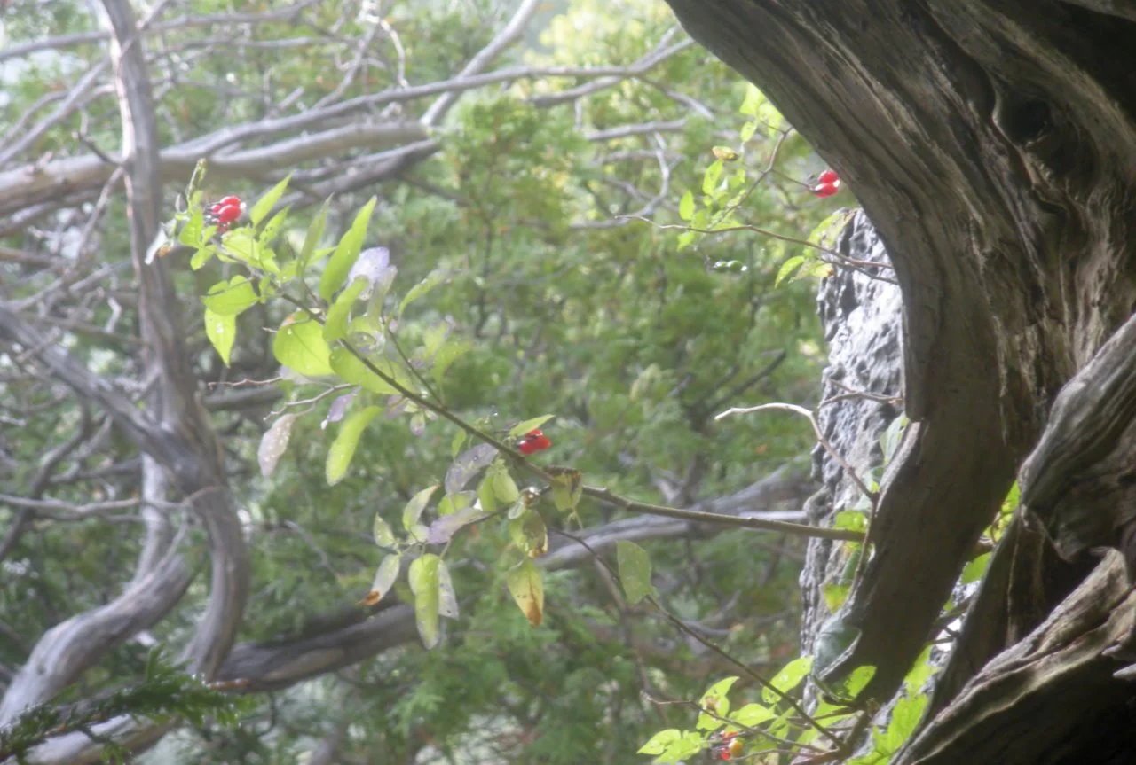 berries.jpg