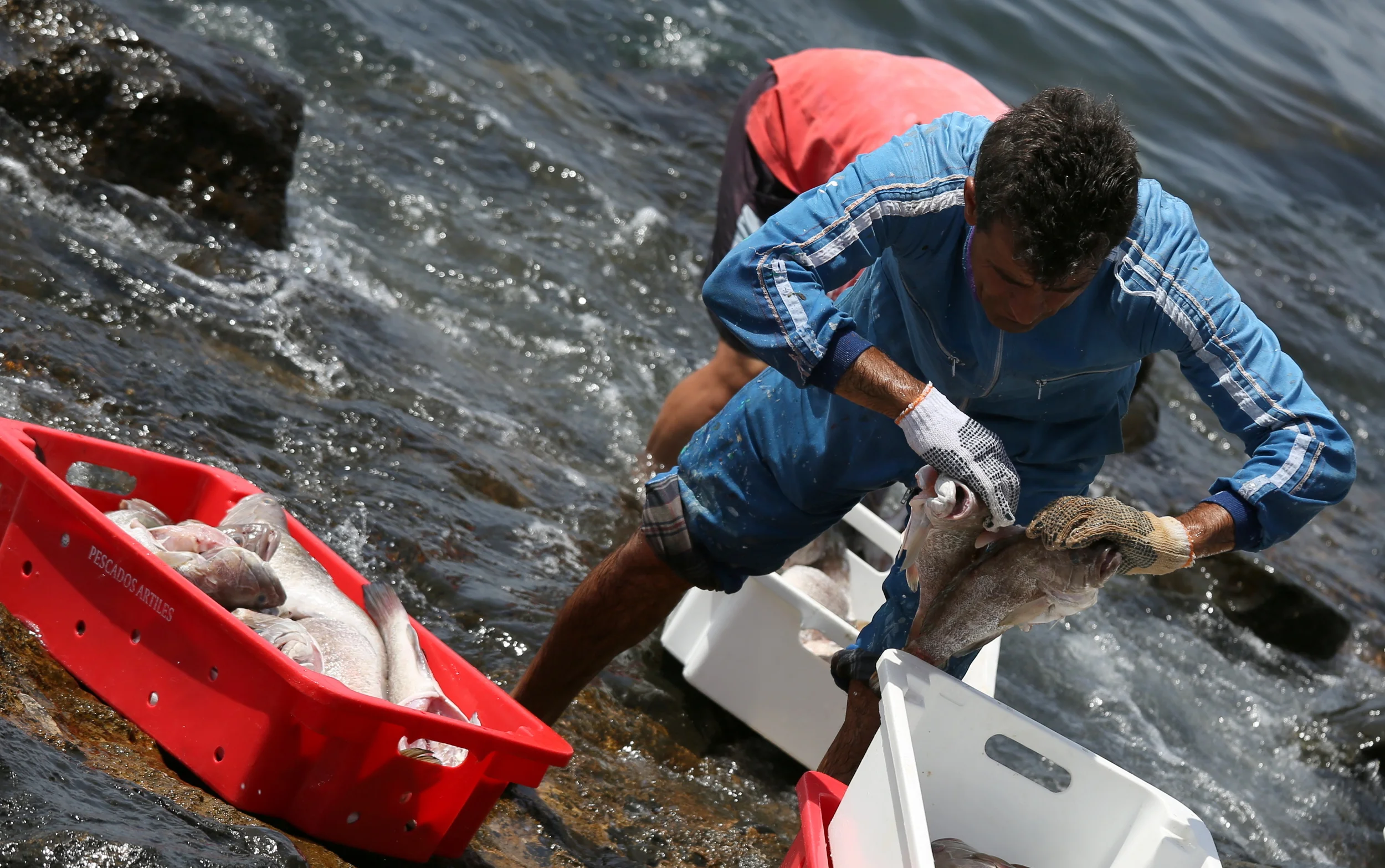 Men cleaning fresh fish in sea photograph