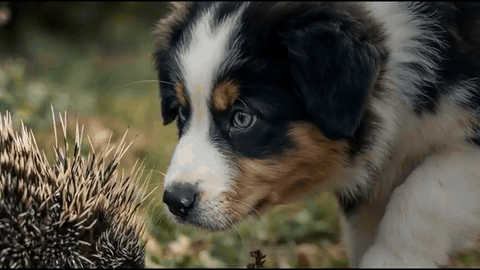 Lemonade pet insurance