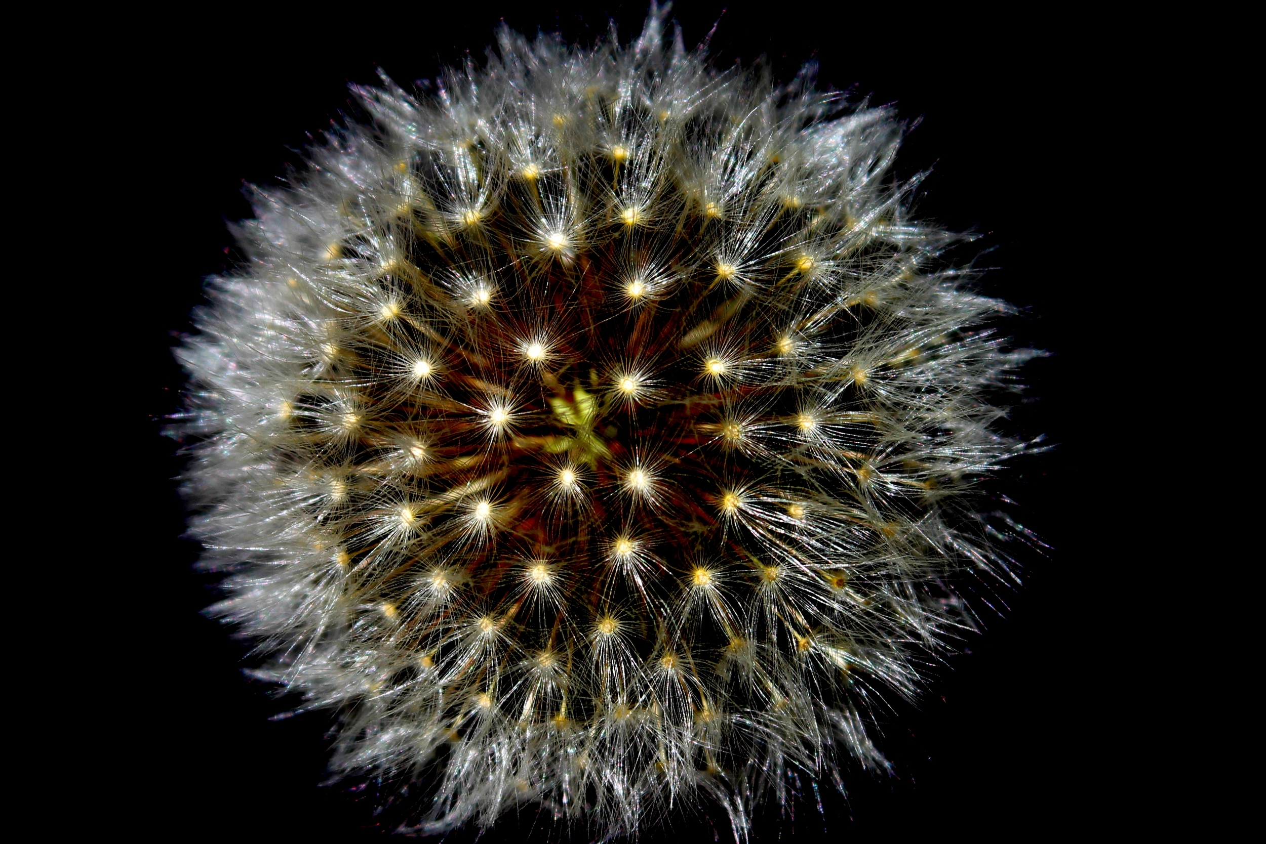 Dandelion