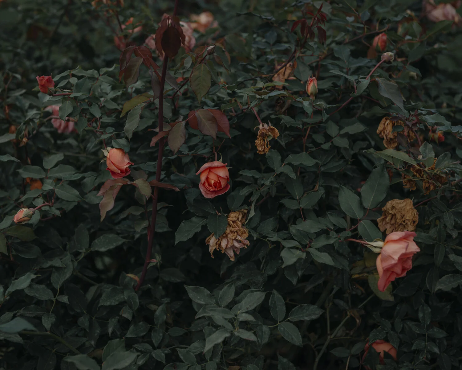 BOTANICAL FINE ART PRINT 4.jpg
