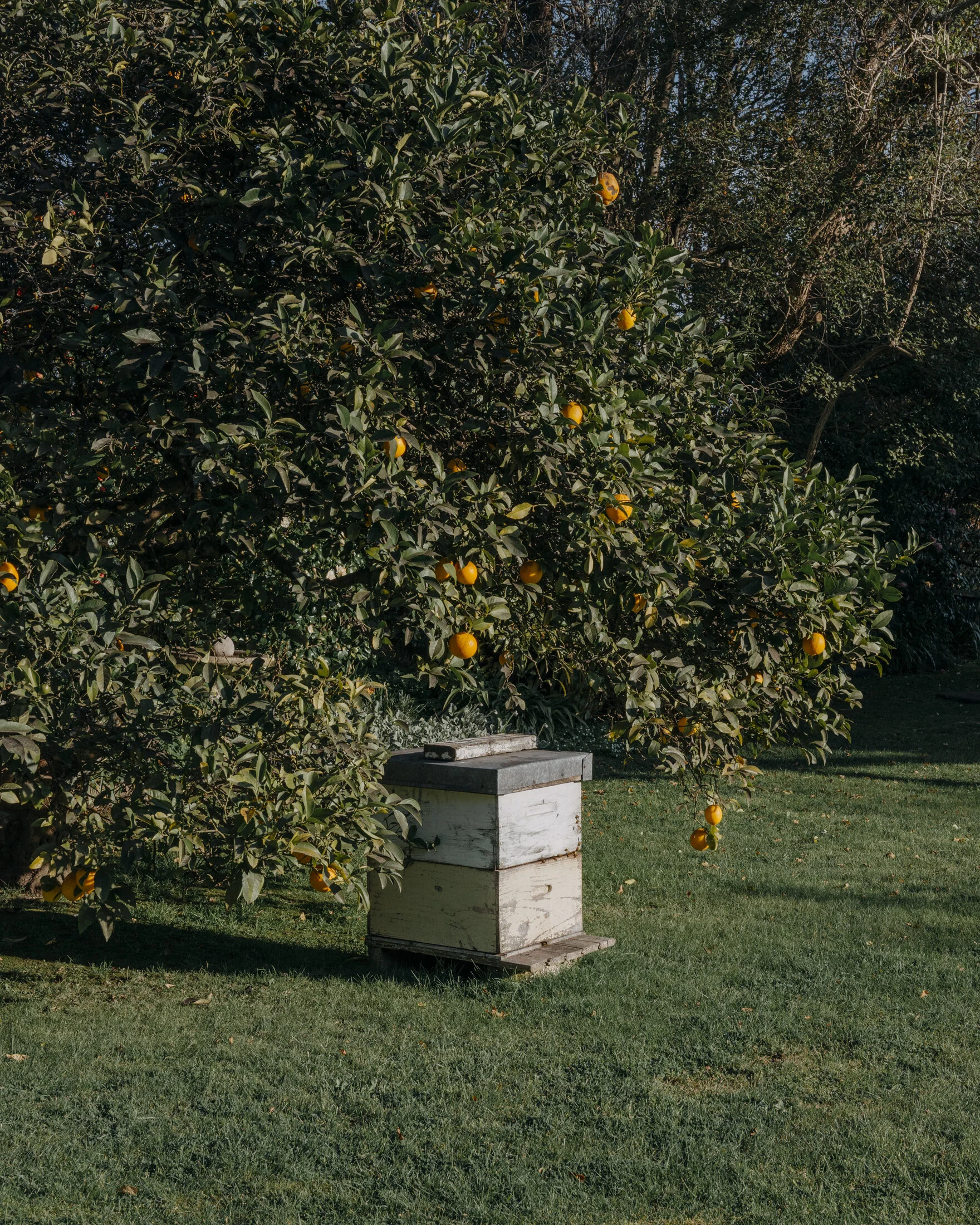 Beehive & Lemon Tree.jpg