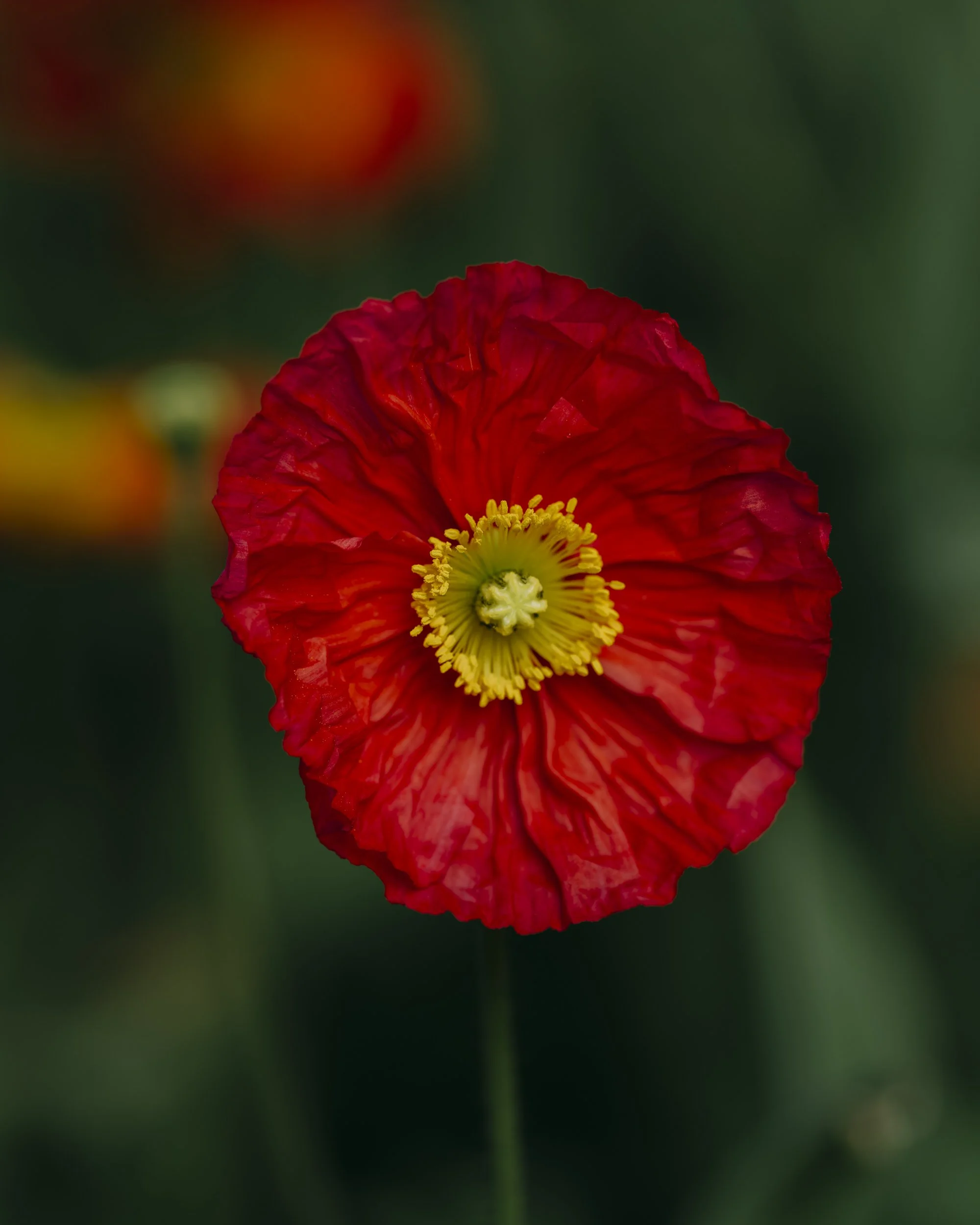 Poppy