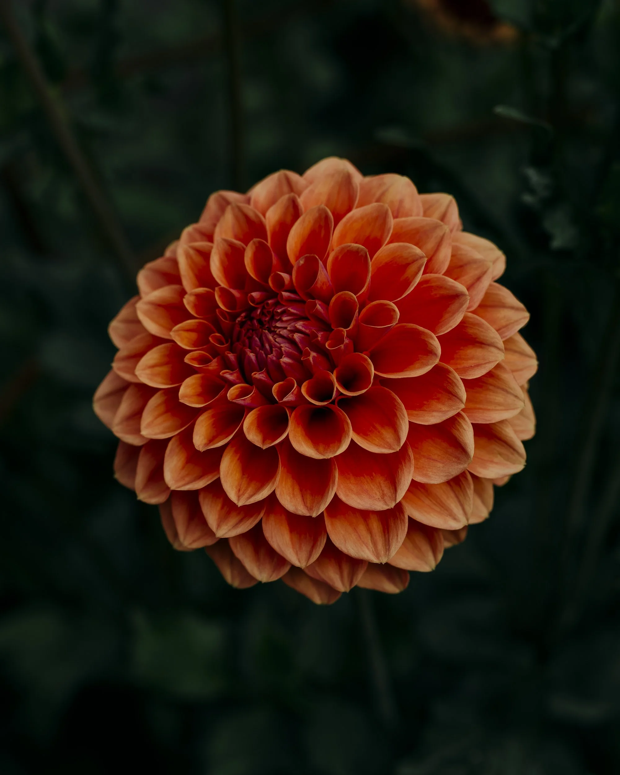 Dahlia