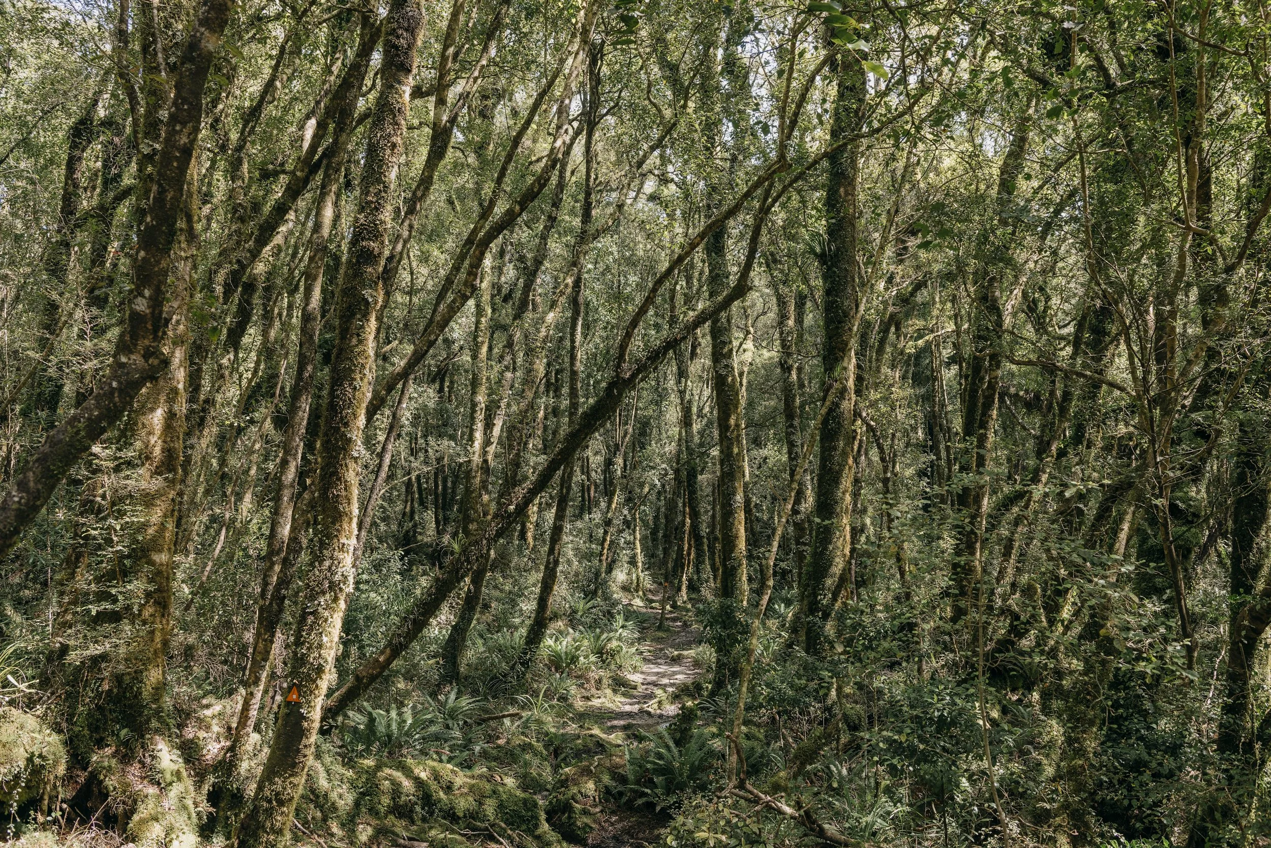 Tararua Forest Park - YTYY