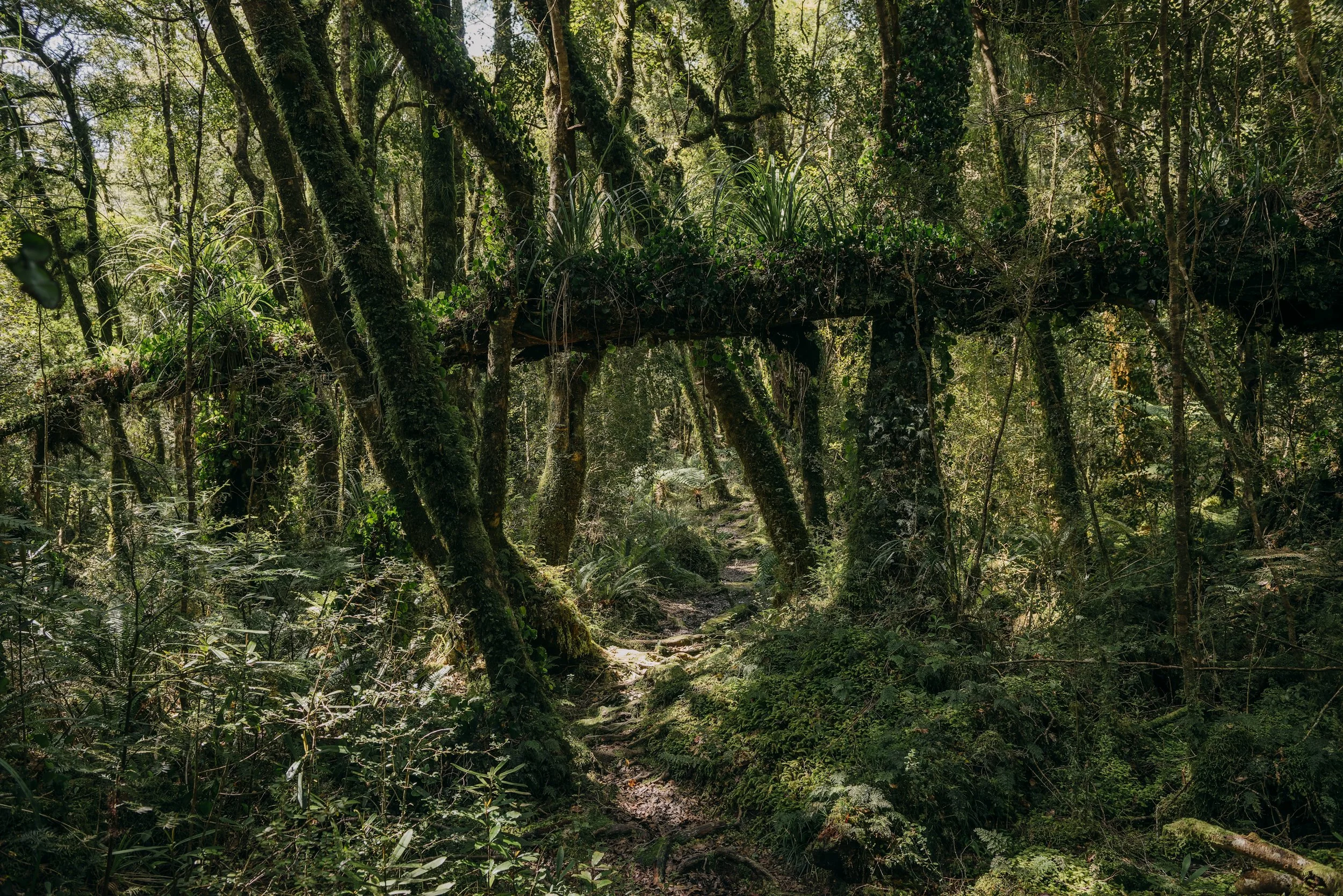 Tararua Forest Park - Gateway