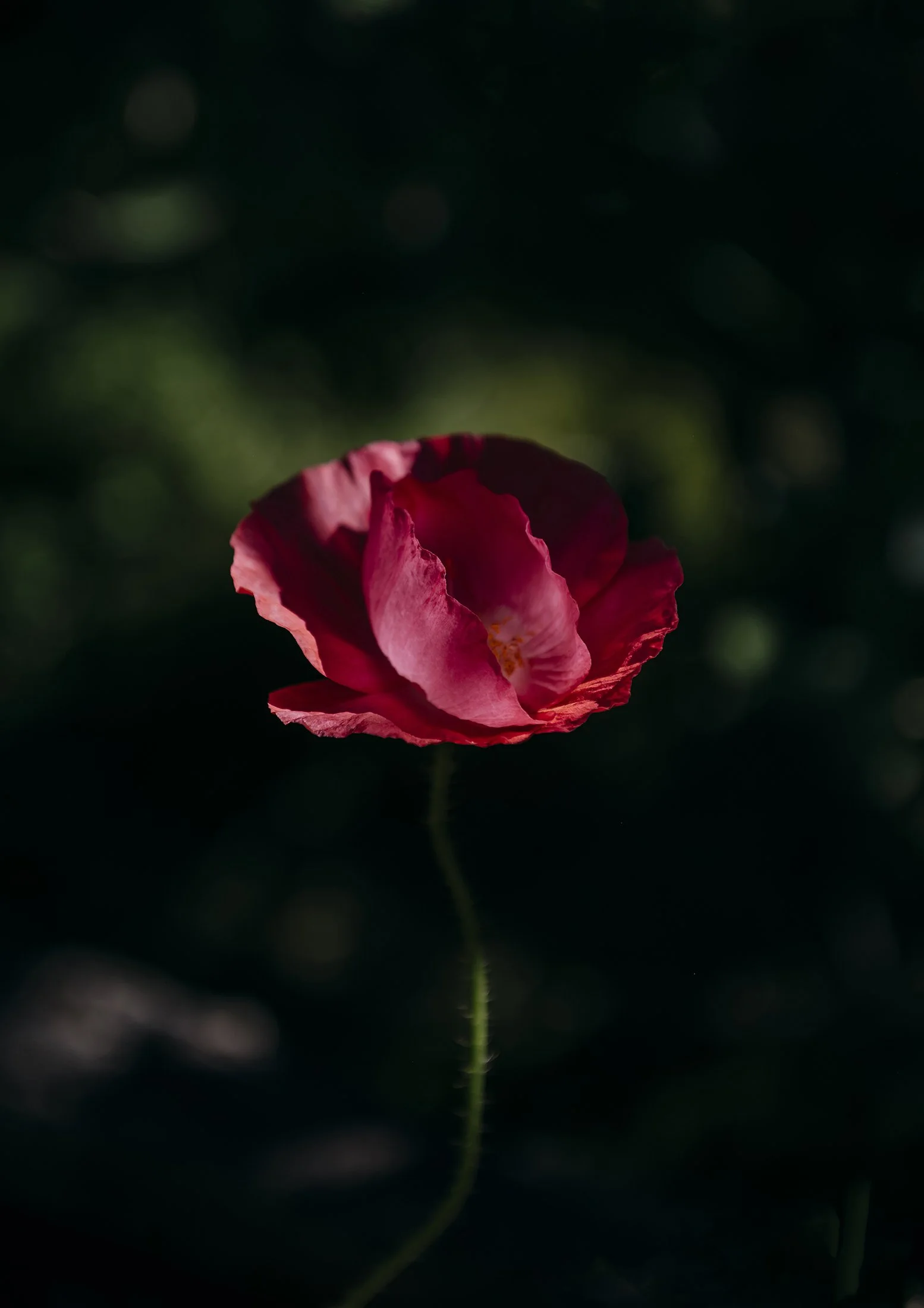 Botanical Print Ryan McCauley22 copy.jpg