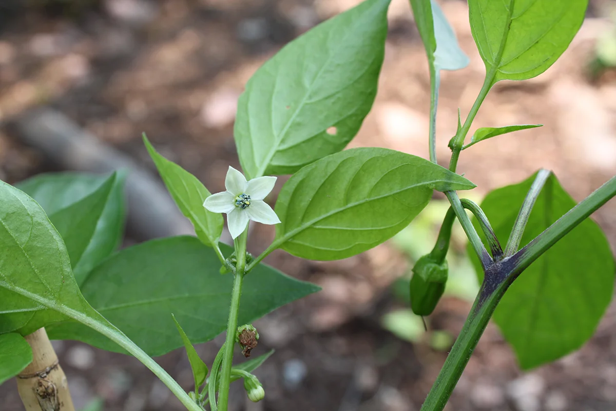 fresh-sweetpeppers (1).JPG