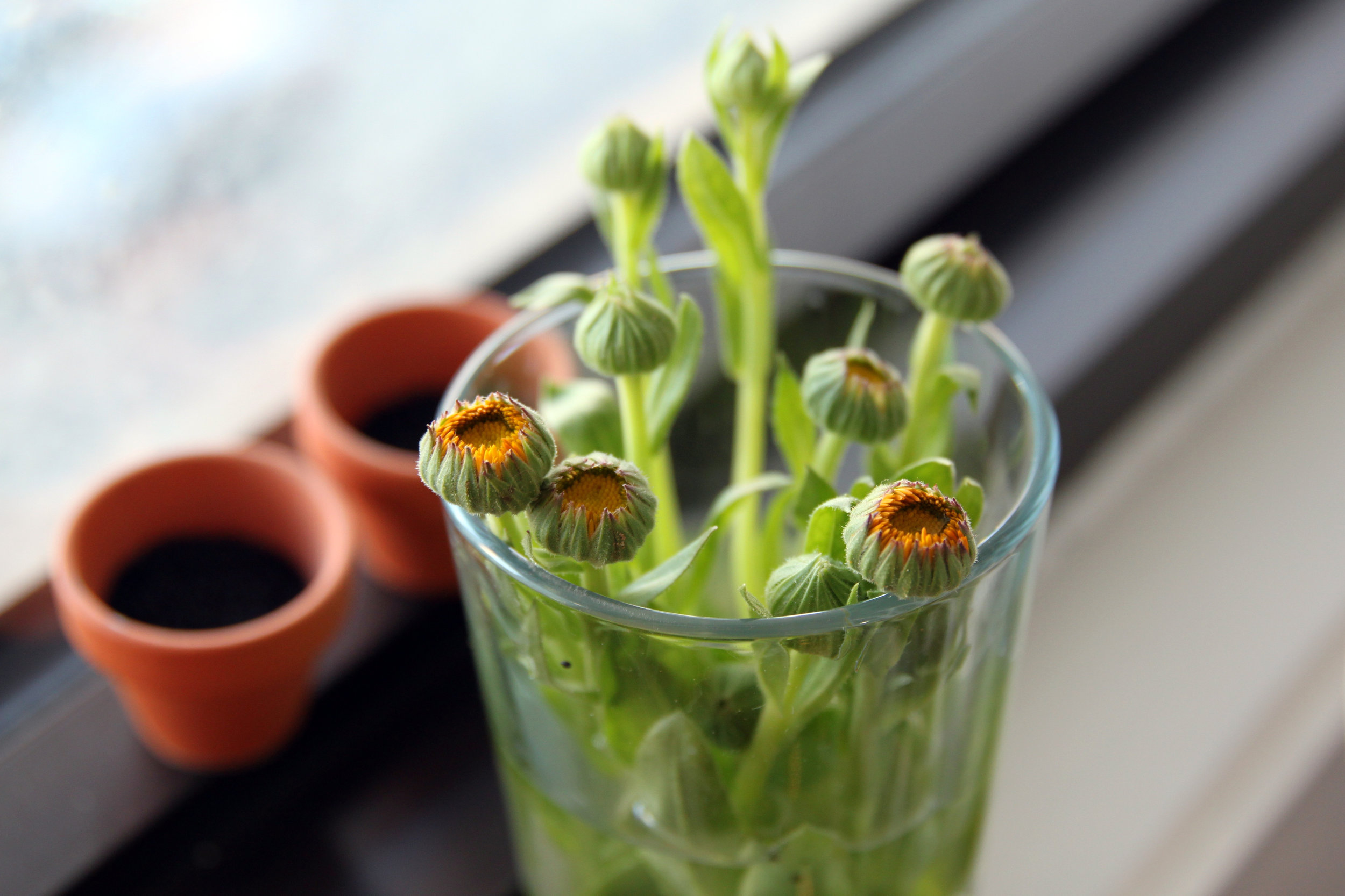 2017-06-21 orange flowers (4).JPG