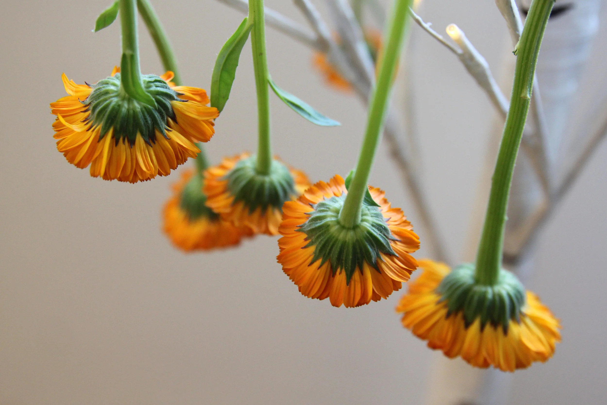 2017-06-21 orange flowers (8).JPG