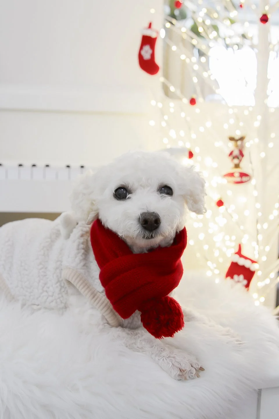 2025 christmas photo shoot (4).jpg