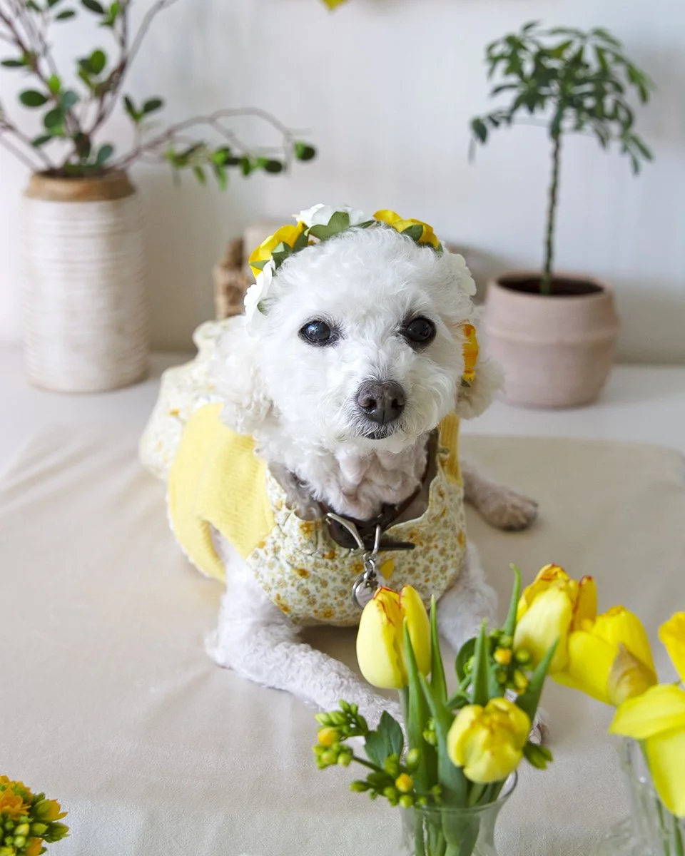 2026-03-24 millie's first adoptaversary (47).jpg