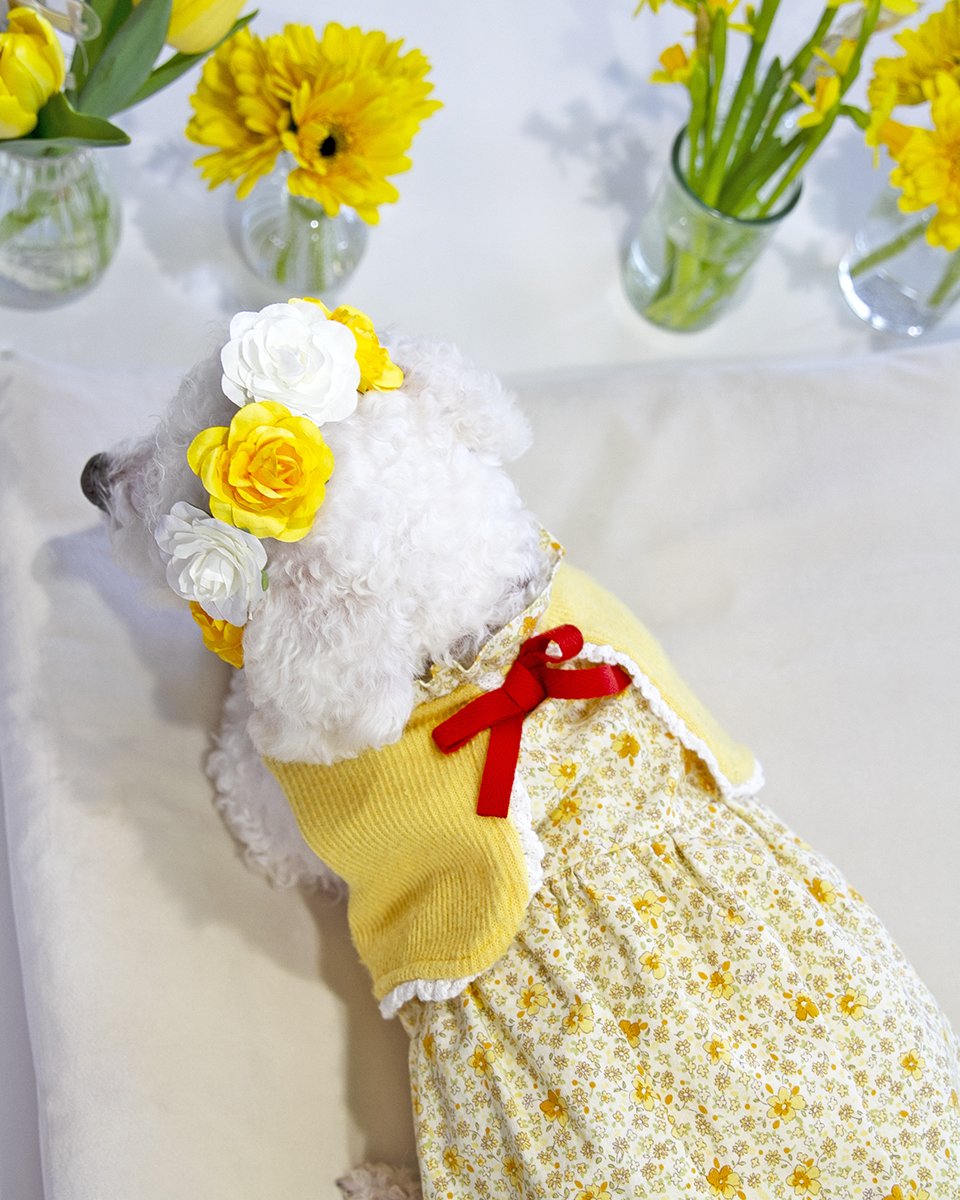 2026-03-24 millie's first adoptaversary (22).jpg