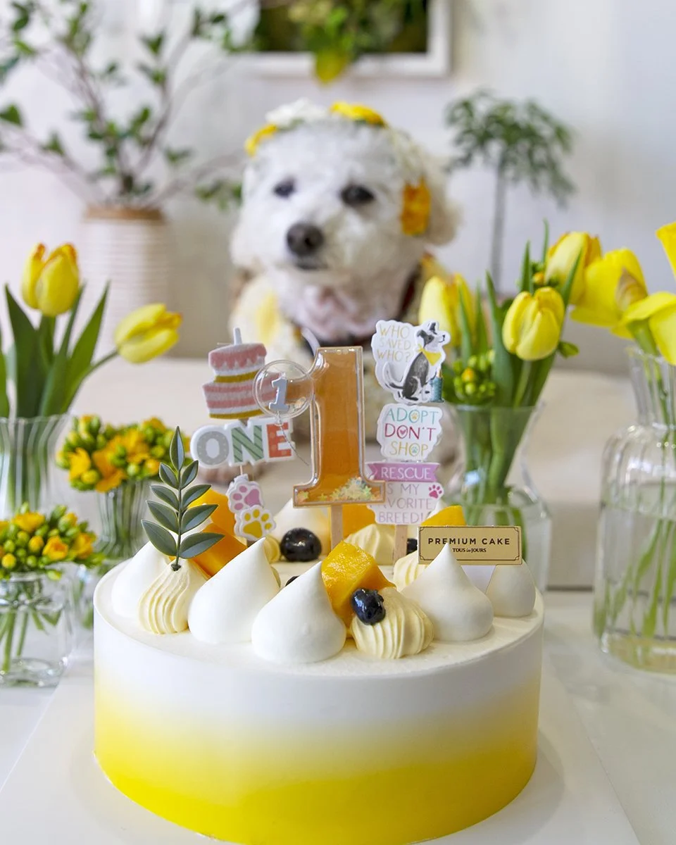 2026-03-24 millie's first adoptaversary (30).jpg