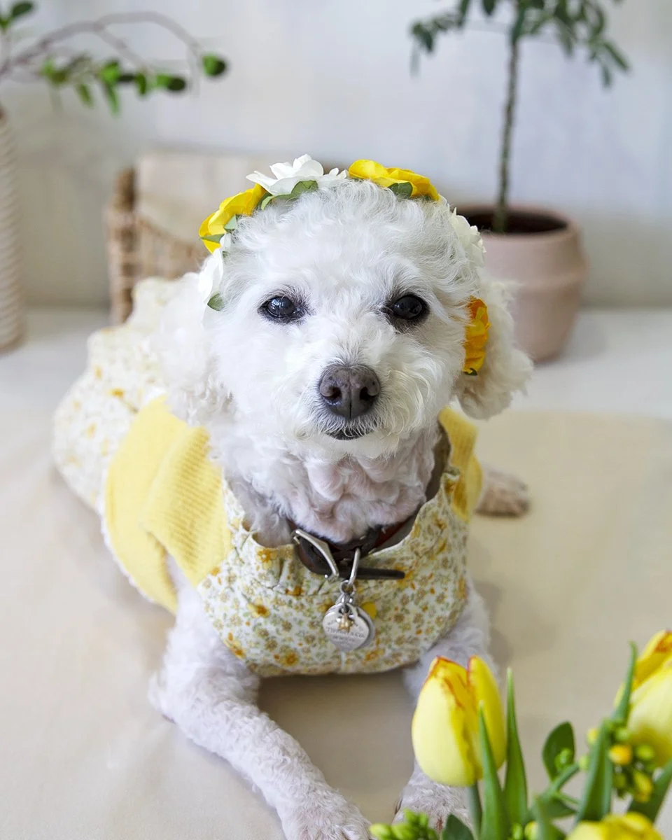 2026-03-24 millie's first adoptaversary (34).jpg