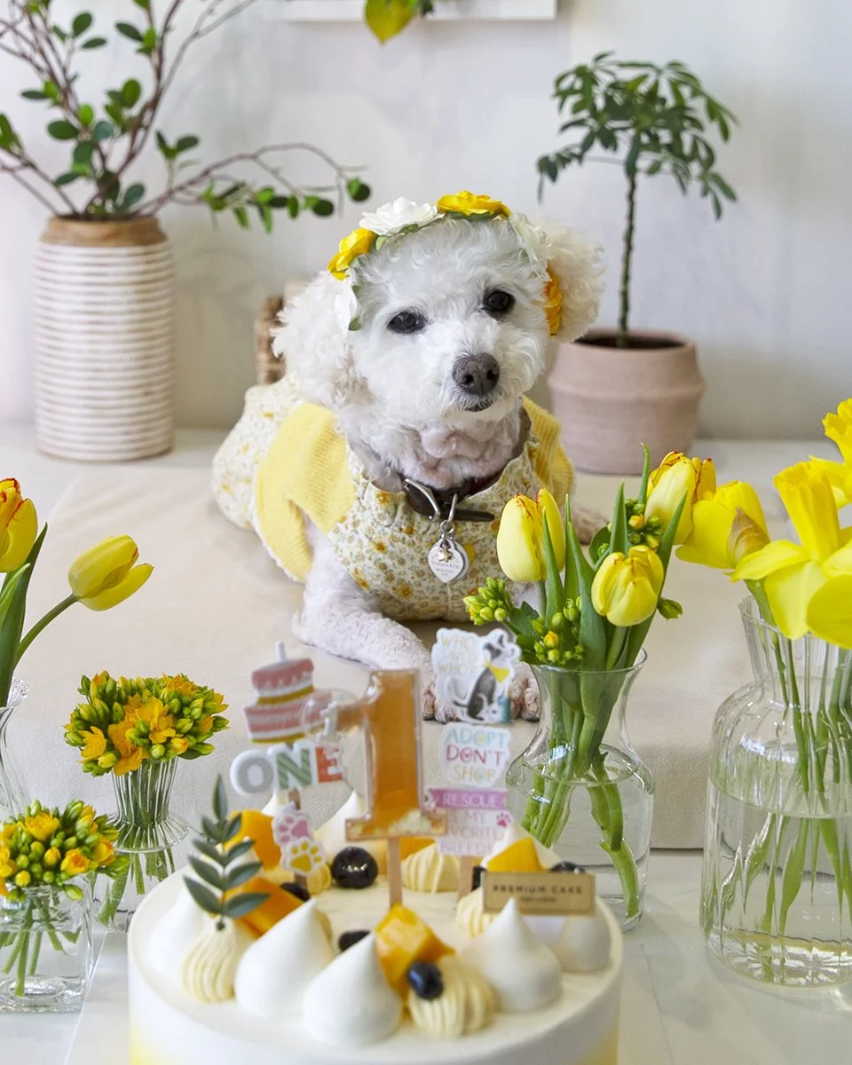 2026-03-24 millie's first adoptaversary (31).jpg