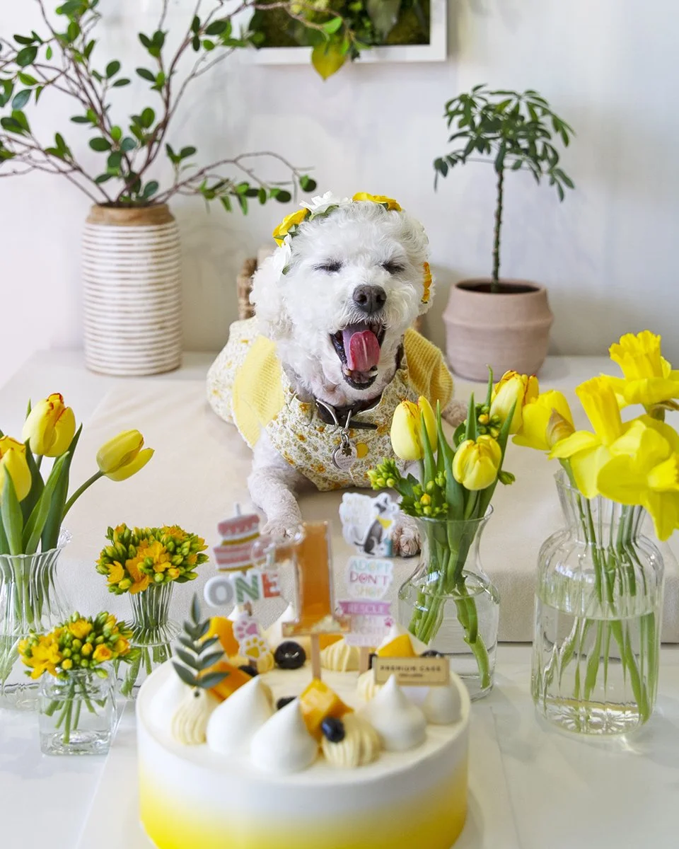 2026-03-24 millie's first adoptaversary (35).jpg