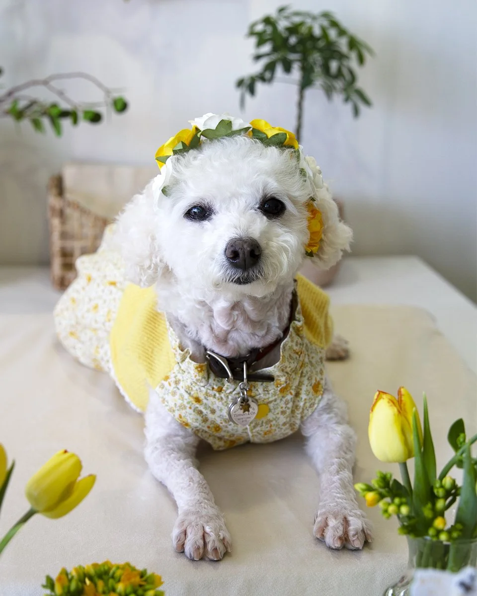 2026-03-24 millie's first adoptaversary (37).jpg