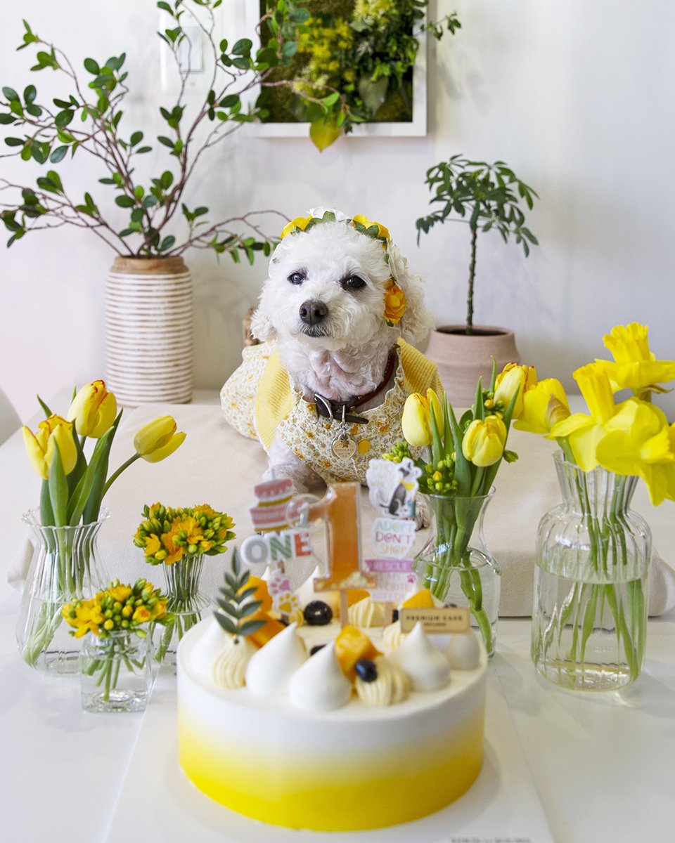 2026-03-24 millie's first adoptaversary (38).jpg