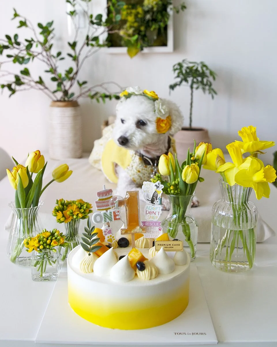 2026-03-24 millie's first adoptaversary (39).jpg