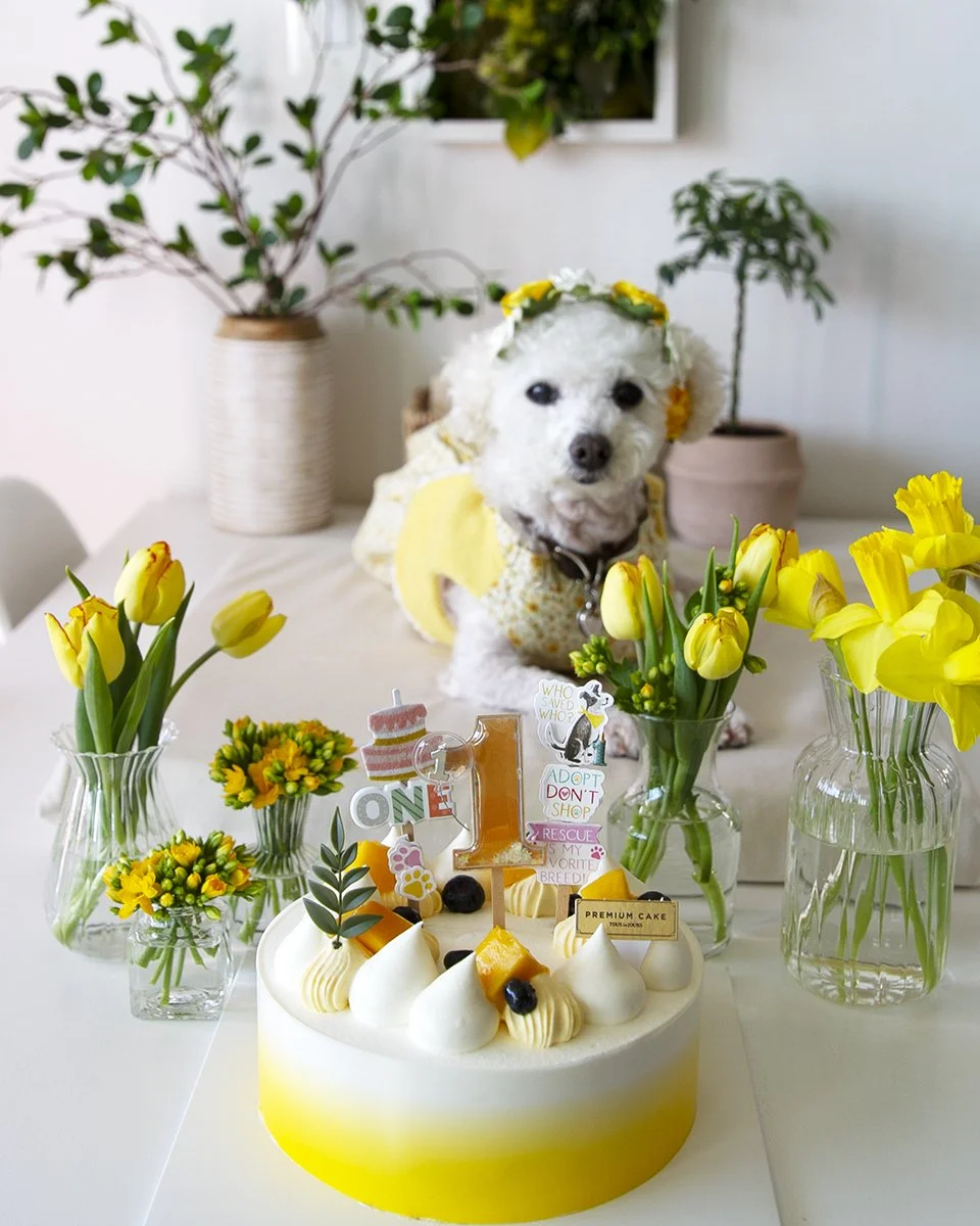 2026-03-24 millie's first adoptaversary (40).jpg