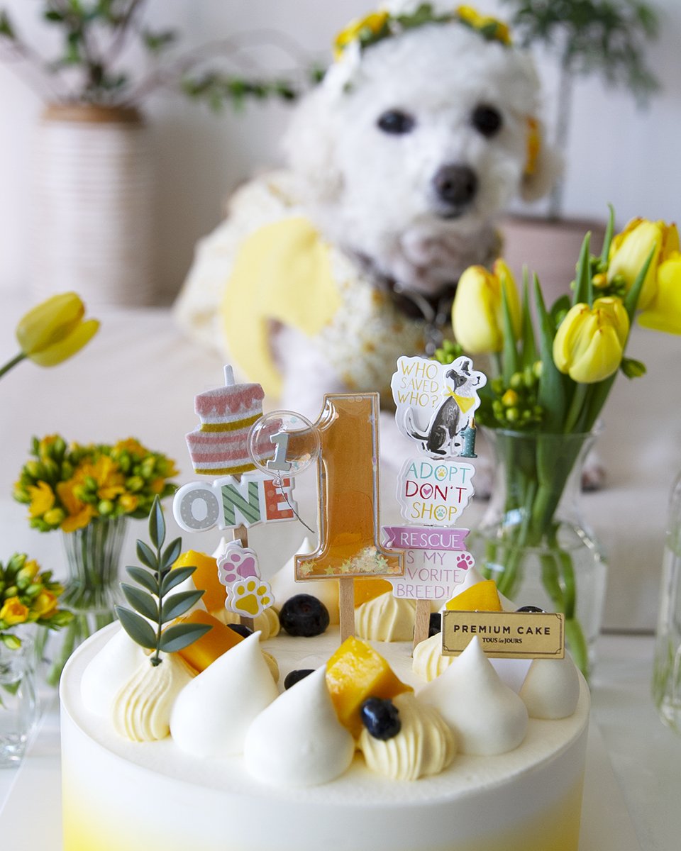 2026-03-24 millie's first adoptaversary (41).jpg