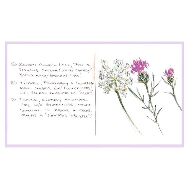 Came across a #sketchbookpage from last summer in #Newport -  #thistle &amp; #queenanneslace flowers, sketched by the beach. Is it too early to start missing summer? 🌸 #sketchbook #floralillustration #elisevavruskrohn #fashionillustration #botanical