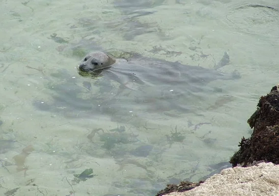 Harbor seal swimming in shallow water on the California coast. (Original image by Tewy via Wikimedia Commons )
