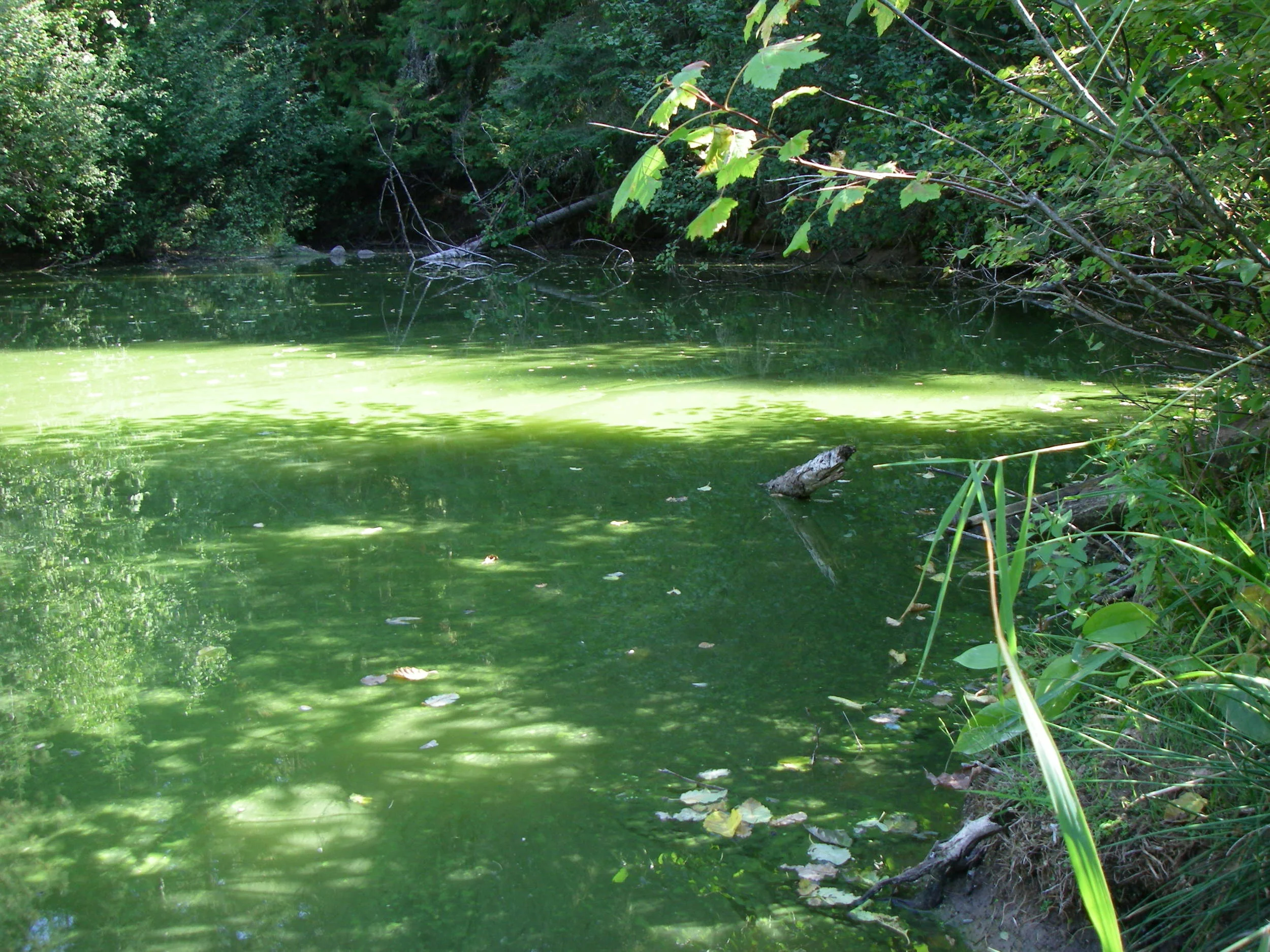A late summer algal bloom in an old farm pond in northern Idaho. (Image by Emily Benson)