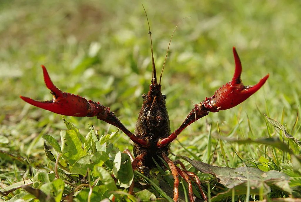 Red swamp crayfish are freshwater crustaceans, but they can survive out of water for up to sixteen and a half hours, depending on the temperature and humidity;
Normal
0
false
false
false
EN-US
JA
X-NONE
/* Style Definitions */
table.MsoNormalTable
{mso-style-name:"Table Normal";
mso-tstyle-rowband-size:0;
mso-tstyle-colband-size:0;
mso-style-noshow:yes;
mso-style-priority:99;
mso-style-parent:"";
mso-padding-alt:0in 5.4pt 0in 5.4pt;
mso-para-margin:0in;
mso-para-margin-bottom:.0001pt;
mso-pagination:widow-orphan;
font-size:12.0pt;
font-family:Cambria;
mso-ascii-font-family:Cambria;
mso-ascii-theme-font:minor-latin;
mso-hansi-font-family:Cambria;
mso-hansi-theme-font:minor-latin;}
Anastácio and colleagues estimate that a crayfish could walk over 700 yards in that time. (Image by Entomolo via Wikimedia Commons )