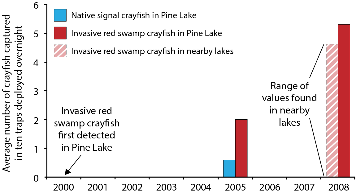 Red swamp crayfish were first officially detected in Washington State in 2000, in Pine Lake, a tiny lake (just eight tenths of a mile by four tenths of a mile at its widest point) 20 miles east of Seattle. Five years after they were first recorded in Pine Lake, the invasive red swamp crayfish population was much larger than the native crayfish population. (Native crayfish population was not reported in 2008.) Note : 2008 values were calculated from 24-hour sampling periods, with the assumption that capture rate was equal throughout the 24-hour period - because crayfish are more active at night, the calculated values may be underestimates. Sources : First detection in Pine Lake from Mueller 2001 ; 2005 values from Mueller 2007 ; 2008 values calculated from Larson & Olden 2008 . (Figure by Emily Benson)