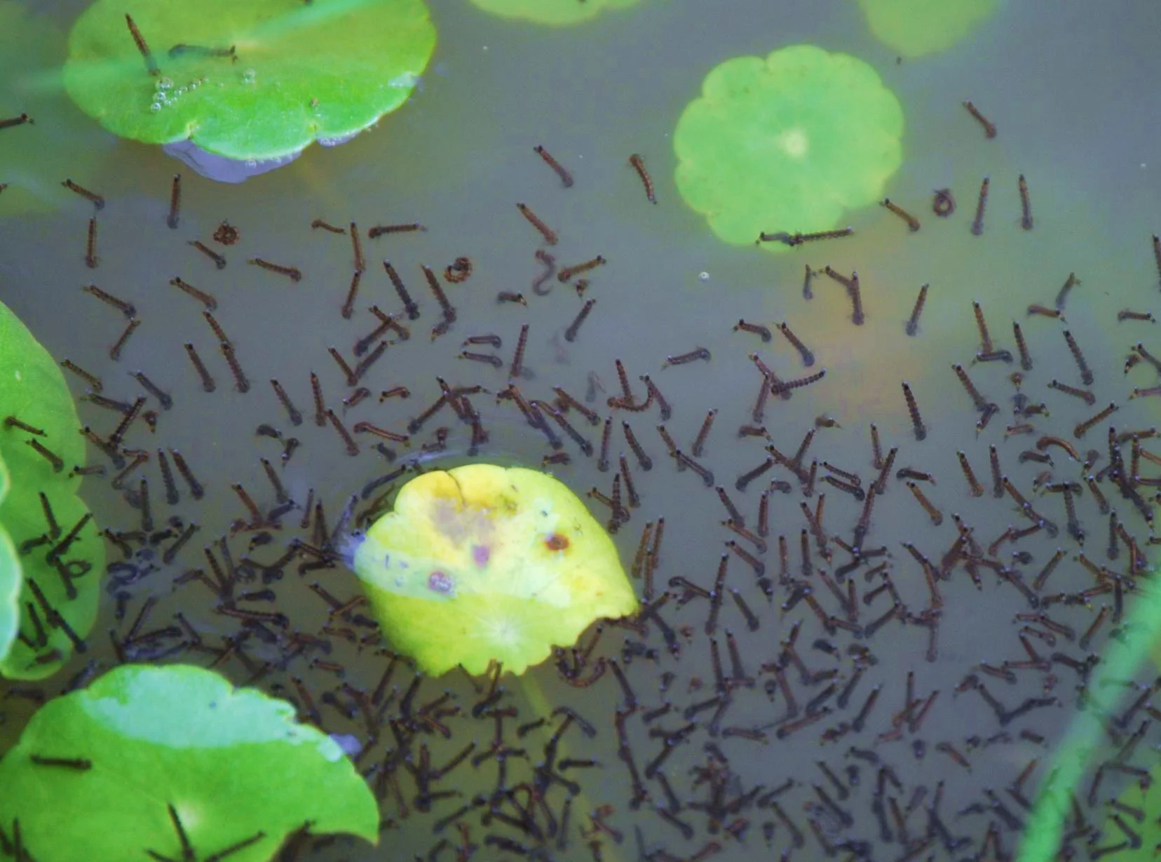 Mosquito larvae feed and develop underwater - coming to the surface to breathe - before molting into pupae and eventually emerging as adults. (Original image by Mary Hollinger/NOAA Photo Library via Wikimedia Commons )