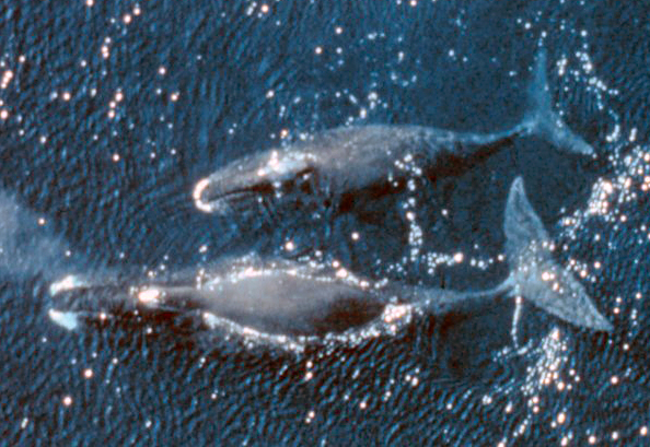 Most research labs don't have a tank large enough for a bowhead whale - adults typically weigh between 150,000 and 200,000 pounds and are 35 to 40 feet long - much less a research budget large enough to feed one, making it difficult to study bowhead whales in a controlled environment. (Image by NOAA Photo Library via Wikimedia Commons )