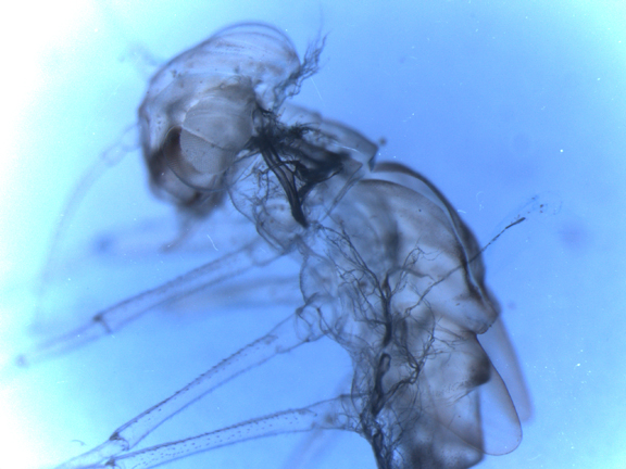 The shed exoskeleton of a mayfly larva. The branched, feathery structure at the base of the head is part of the lining of the respiratory system. (Image by Allison Camp)