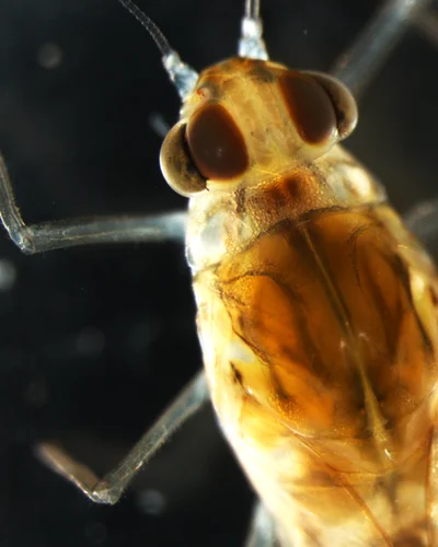 Cloeon dipterum , the mayfly Camp and her colleagues studied, is a member of the baetidae family, a group commonly known as the small minnow mayflies. (Image by Allison Camp)